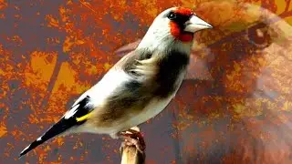 My Gold Finch Was I'll so now power full healthy looking good living / Healthy Gold Finch