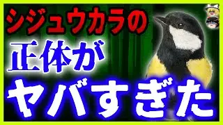 【ゆっくり解説】シジュウカラとは何者なのか？あまり知られていない実態と衝撃事実を徹底解析！