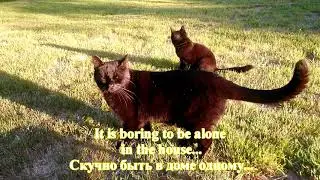 Summer day in the garden! Cats Leo and Mini, and me! Norway / Летний день! Коты Лео и Мини, и Я!