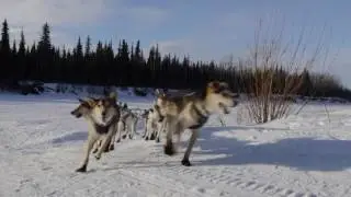 Aliy Zirkle coming into Nikolai Iditarod 2016