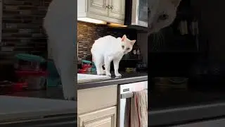 Asshole cat 🐱 #cat #cute #funnycats #catlovers
