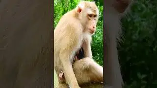 Why you look so sad like this mother monkey? 🐒💚#monkey #nature #animals #funny #monkey49buzz