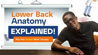 Lower Back Anatomy Explained (Why Pain Doesn't Mean Damage)