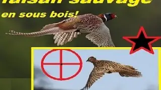 chasse aux faisans sauvages en sous-bois (poule et coq ) saison 2015 / 2016
