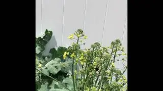 Bee honey pollination action on a broccoli flower!