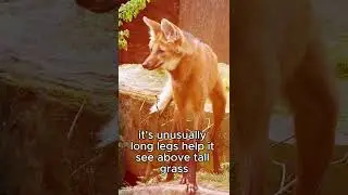 Maned Wolf  The Long Legged Fox of South America #amazinganimals #wildliferescue #animals