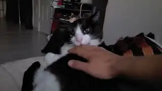 Cat logic 2: I sit next to you, but dont you touch me