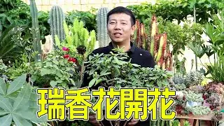【養養養花花花】想讓瑞香花開花？教你個小技巧，讓它長滿大花苞，開花香滿屋