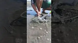 Arrow Squid Trap under the Sand #fishing