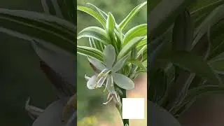 Spider Plant Care: 3 Hacks for More Babies 🌱