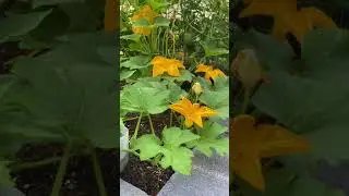 How the bee works