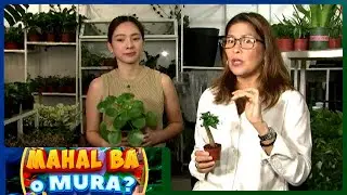 Mahal Ba O Mura?: Presyo ng halaman sa Hillside Garden | Gud Morning Kapatid