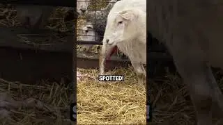 #shorts | I COULDN'T FIND MAMA!!! 👀...and she's LAMBING!! | Winter Lambing