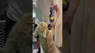 Dog and owner slow dance together 😍