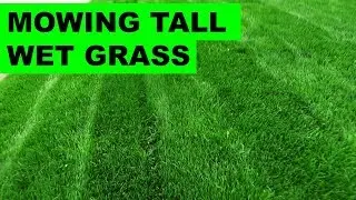 Thick, Tall, Wet Grass - No problem for the Honda HRX217