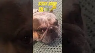 Boss Baby's Viral Secret: Open for Stud! #Animal #YouTube