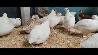 ইউরোপিয়ান জায়েন্ট কোয়েল পাখির খামার// জায়েন্ট কোয়েল পাখি পালন/০১৭১১-৯৮৪৩৪৯