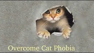 Overcome fear of Cats (Ailurophobia)