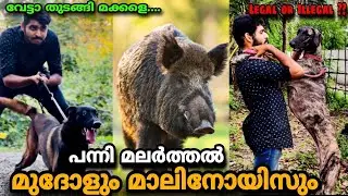 പോരുവഴിയിലെ പന്നി 🐗വേട്ടാ|Mudhol hound & Belgian Malinois🔥|Wild boar hunting in kerala|
