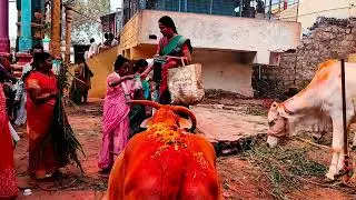 The Significance of Goseva in Indian Culture | A Sacred Experience at Jamlapuram