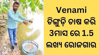 Venami Shrimp farming in Odisha details video by Organic Oodisha. Shrimp Farming Venami Chingudi