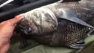 The Sound of Black Drum