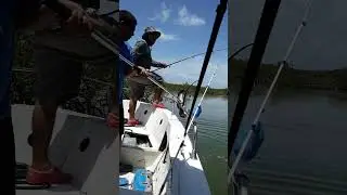 KamCas Fishing Tours, release of stingray.  #fishing #travelbelize #viral  #british #america #canada