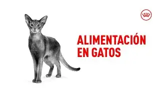 Descubre la mejor forma de alimentar a tu gato 🐱👩‍⚕️