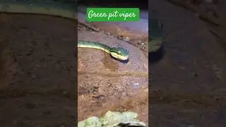 #greensnake#pitviper#snake