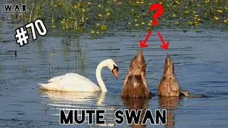 Mute SWAN family | The Netherlands | Wild Animal Behaviour #70