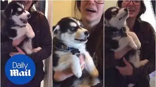 This dog's voice is a little husky! Puppy sounds just like a baby - Daily Mail