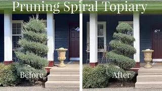 Pruning Spiral Juniper Topiary 🌳[TheHappyPlaceGarden]
