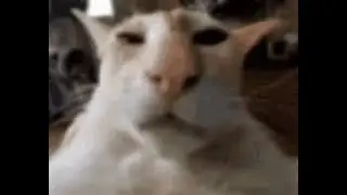 your month your cat