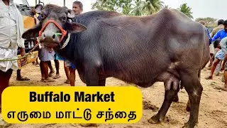 Buffalo Market in Tamil Nadu | Murrah Buffalo | Buffalo Meat in Kerala | Buffalo Milk | Uzhavan TV