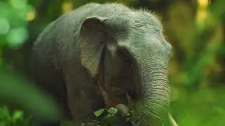 Prehistoric Planet Ice Age [2025] - Mother Dwarf Stegodon Screen Time