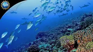 Ocean Exploration [Research Vessels & Submersibles]