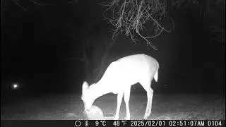 One pretty deer eating from the food block alone in the night trailcam 20250214