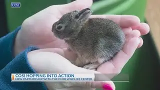 COSI, Ohio Wildlife Center teaming up to rehabilitate bunnies