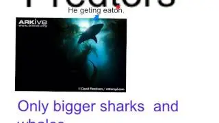 Jacob-Great White Shark Research