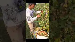 Miss India Apple Ber Farming and orginal plant available Contact. 7432861939#agriculture #missindia