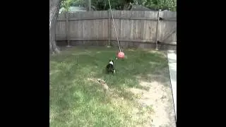 Spageddy Lee with her new tether ball.
