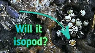 Can isopods prevent overcrowding for giant African land snails? | Will it isopod? | Ep. 4: GAL eggs