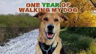 Gassimation (One year of walking my dog) | 2019-2020