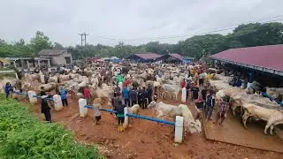 Update harga sapi betina pasar hewan Pamotan Rembang hari ini Selasa 27 Januari 2026