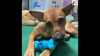Vietnam: Little Cody, our mouth bound survivor