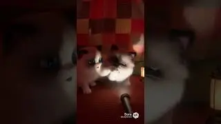 EP98.A Fantasy Realm Ruled by a Ragdoll #cat #ai #short #cats_of_instagram #adiaava #guessthesong