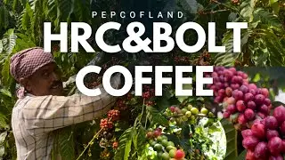 HRC യും BOLT  കാപ്പിയും വിളവെടുപ്പ് |world best coffee plant 