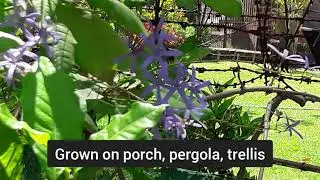 Petrea volubilis, Purple wreath, Queen's wreath. Spring bloom. Woody climber with blue purple flower