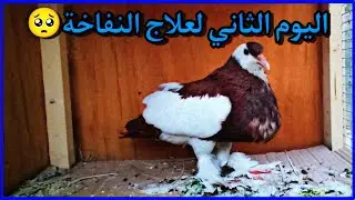 علاج الدوبال الحمام النفاخ
