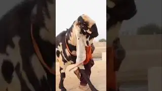 Sunnat ibrahim aa gayi qurbani Bakra Eid #viral #love #trending #duet #islamicquotes #new naat